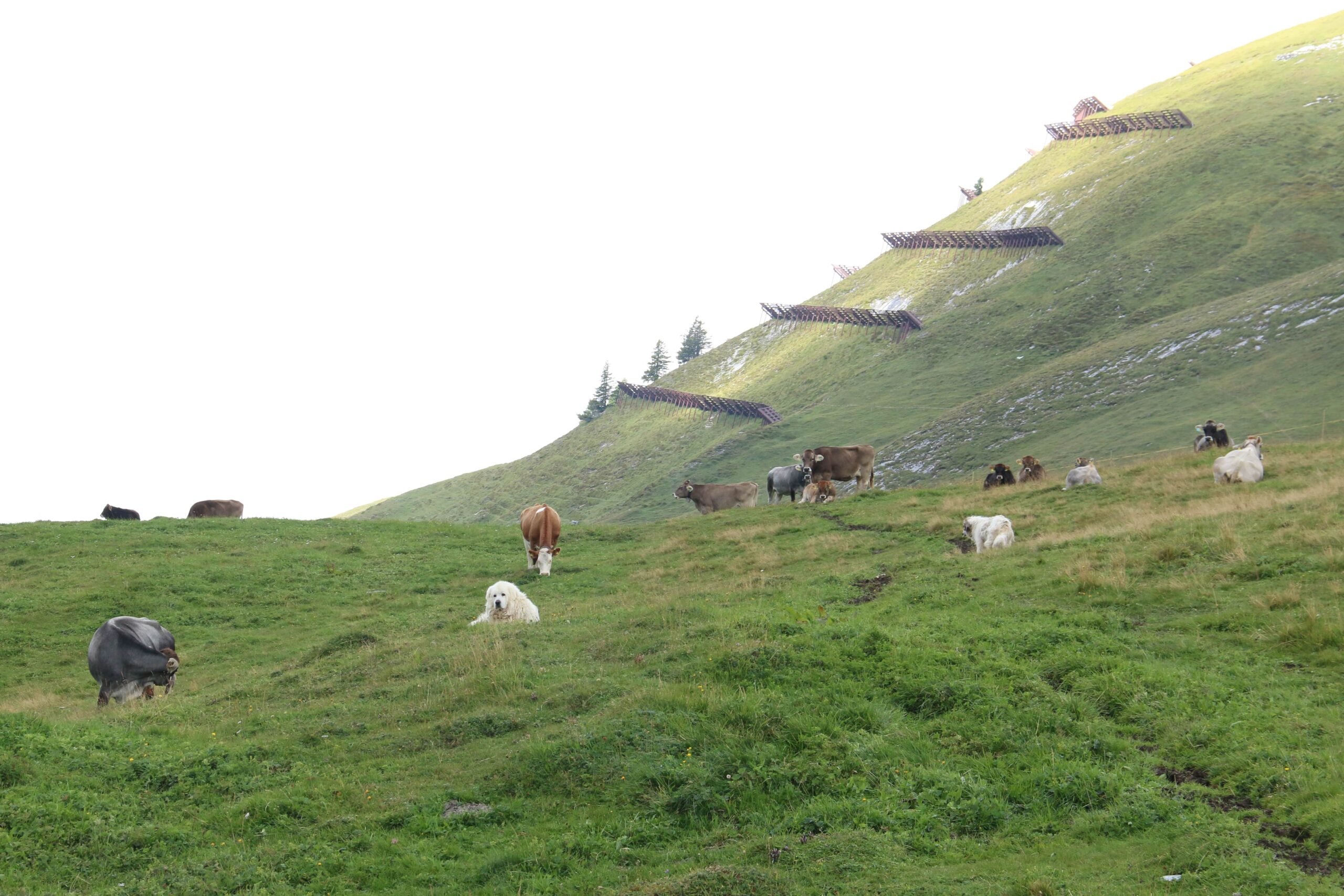 10_Foto-Jernej-Javornik-ZGS-7-min