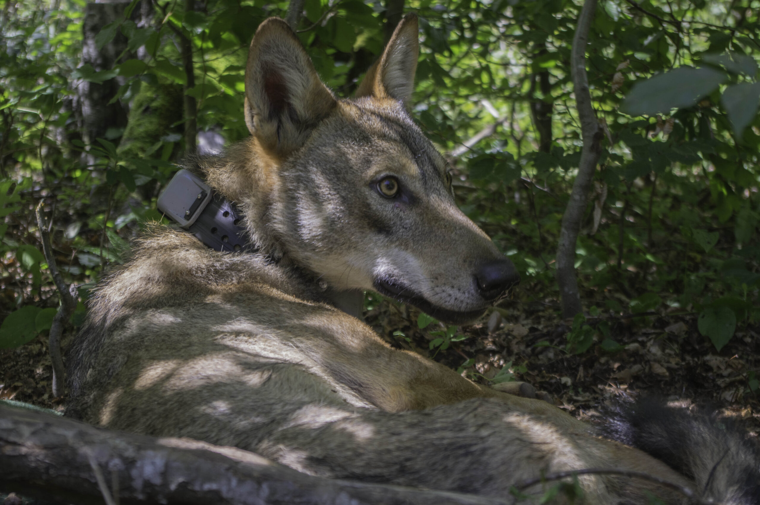 15_anton_CD1_Rudi-Krasevec