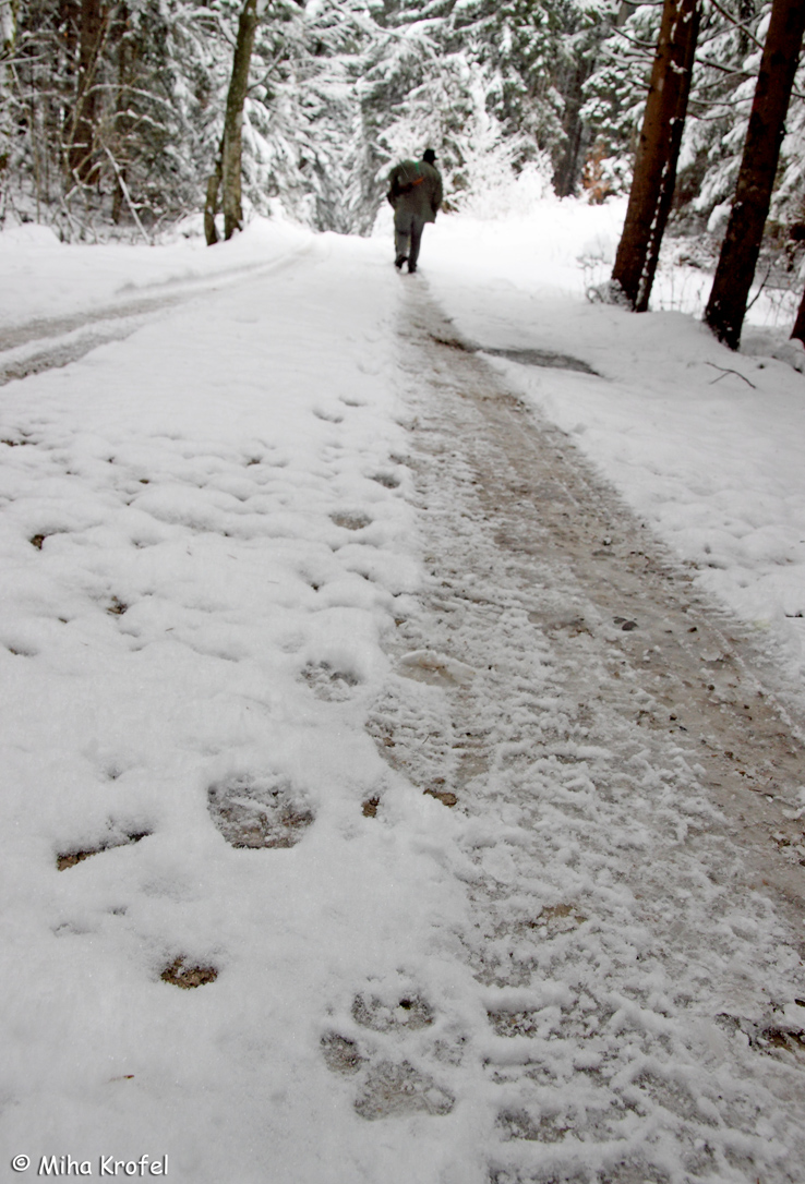 Slovenian hunter tracking wolves in Northern Dinaric Mountains i