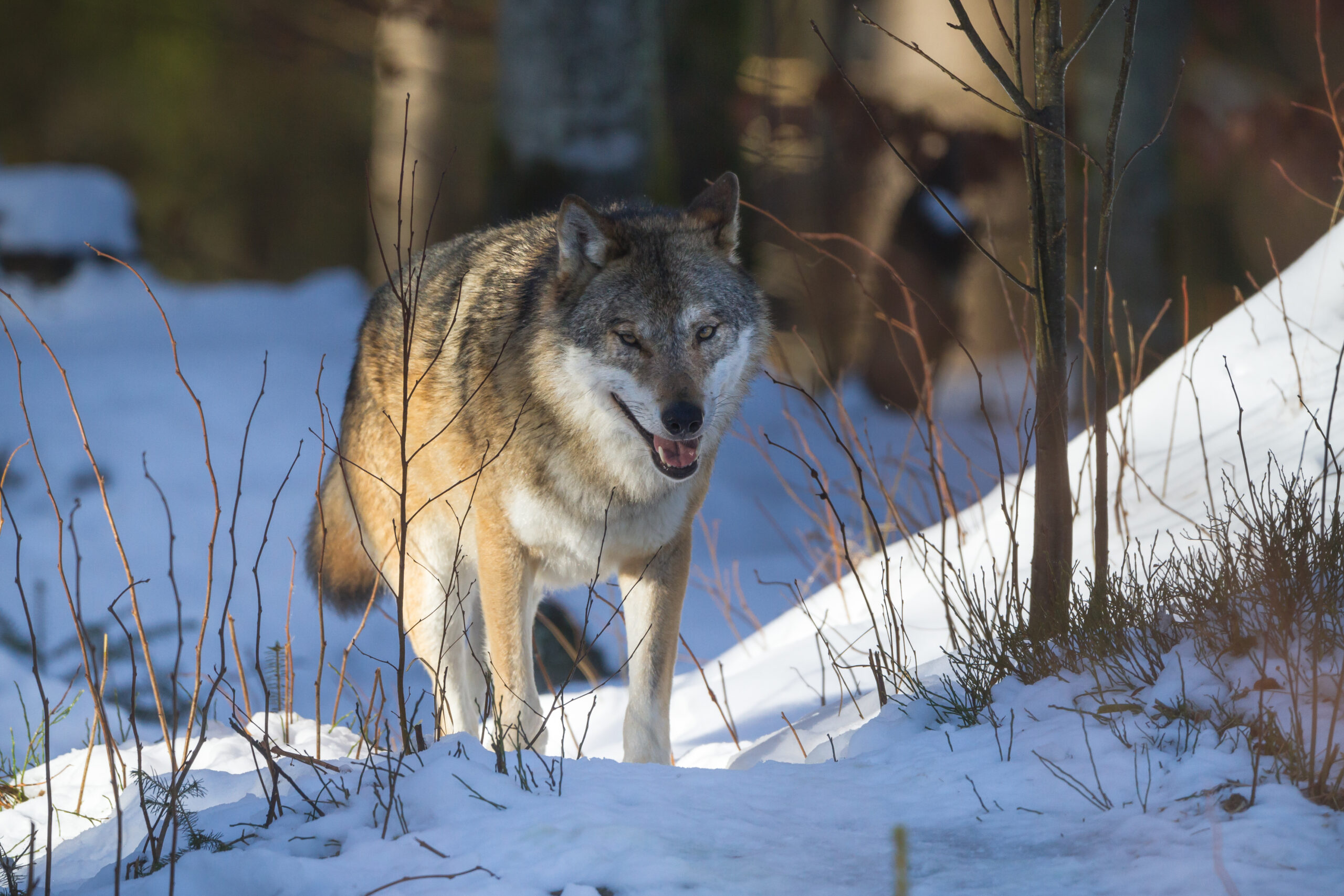 1_Vuk (Canis lupus)-Marko Matešić WWF