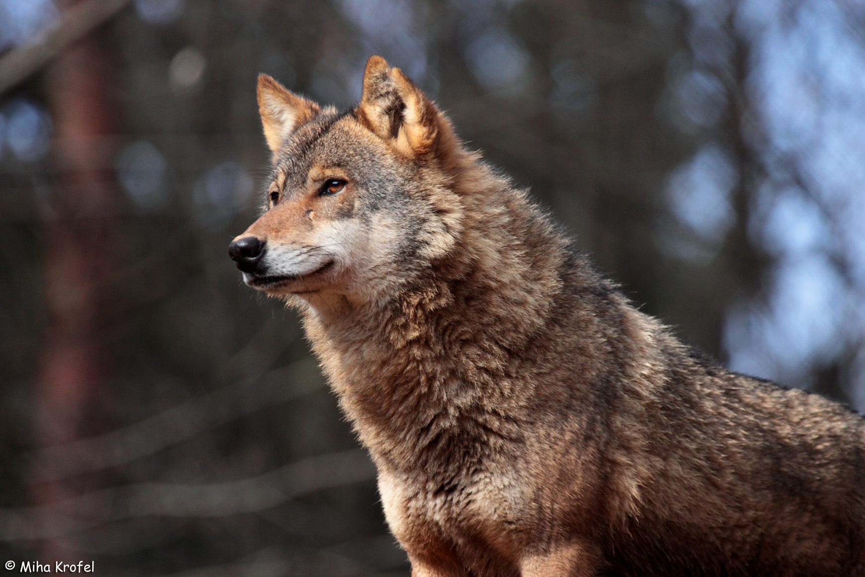close-up of gray wolf Canis lupus