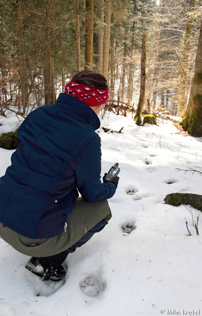 snow tracking wolf in snow with GPS on Meniija plateau in north